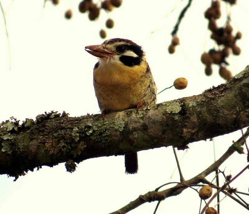 White-eared Puffbird - ML106804921