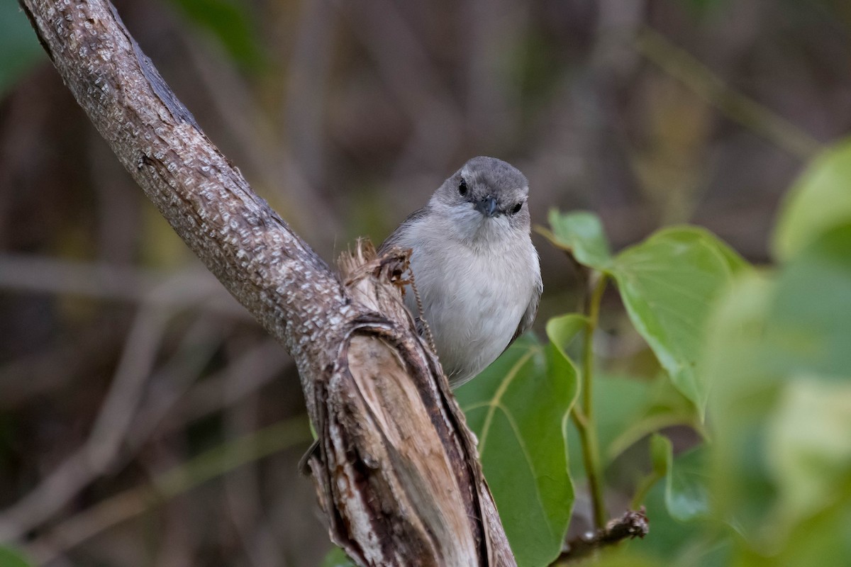 Gray Whistler (Brown) - ML106804991