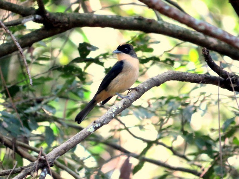 Black-goggled Tanager - ML106805001