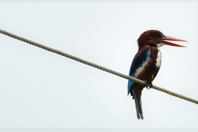 White-throated Kingfisher - ML106805521