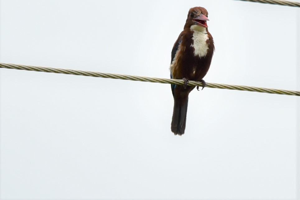 White-throated Kingfisher - ML106805531