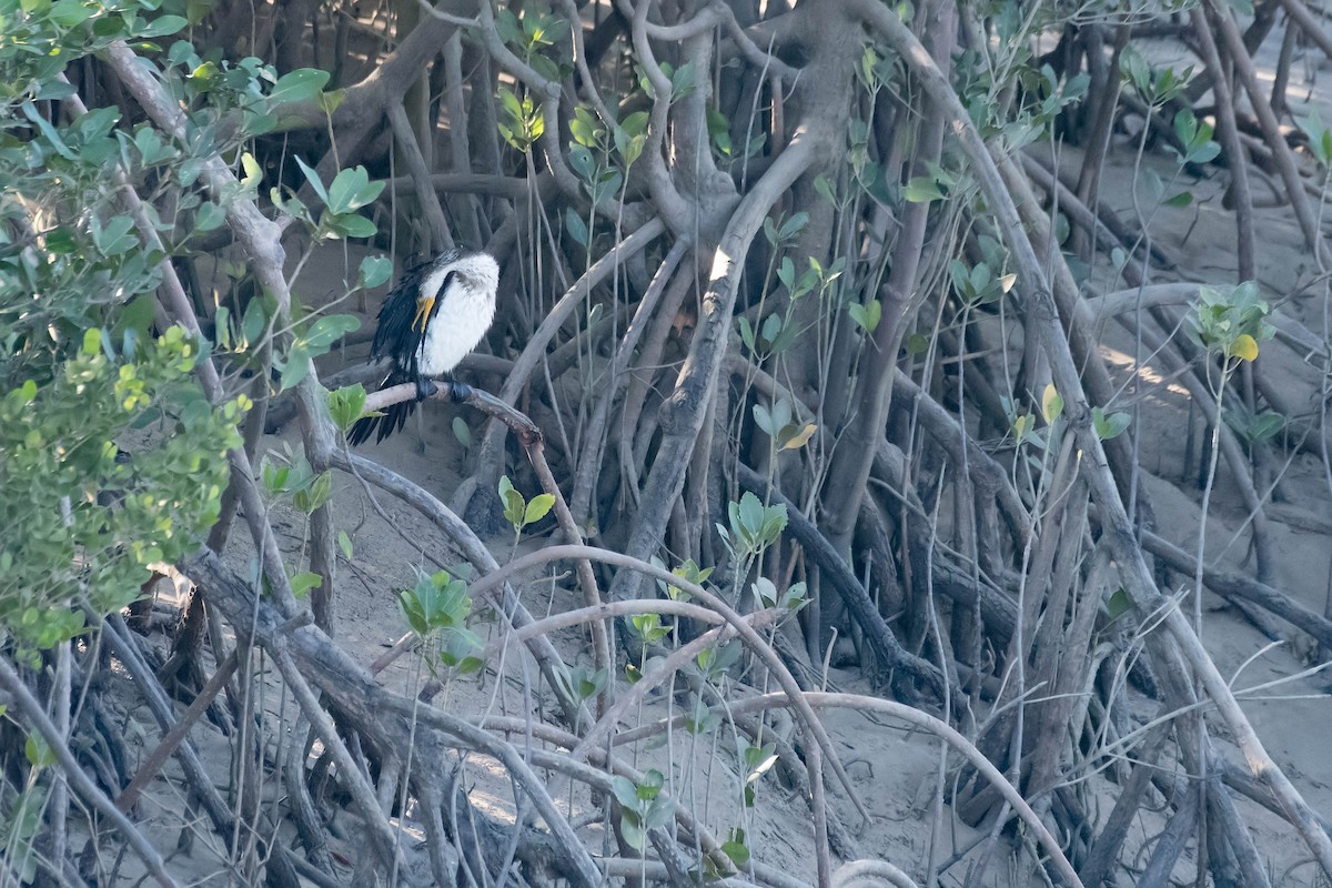 Little Pied Cormorant - ML106805541