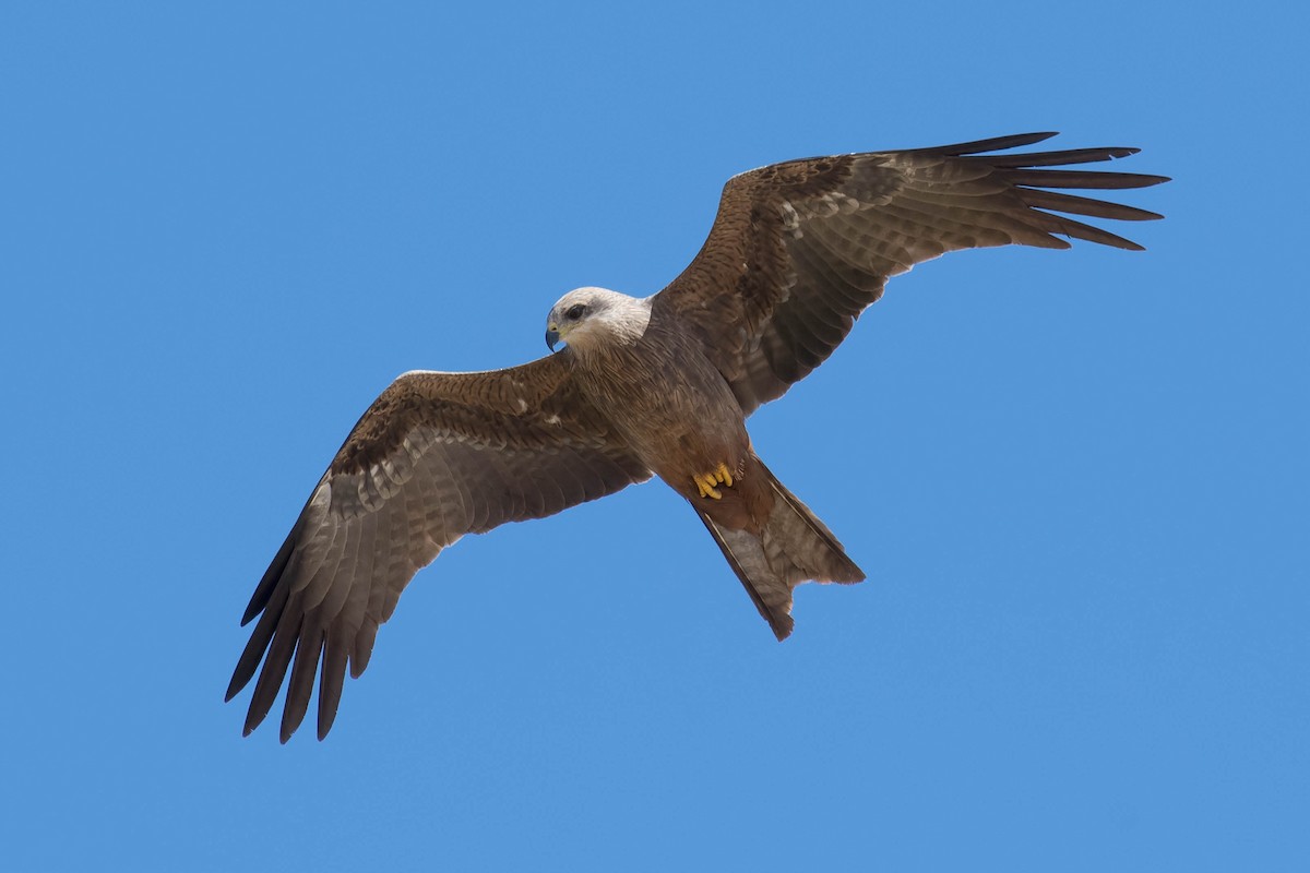 Black Kite (Black) - Terence Alexander