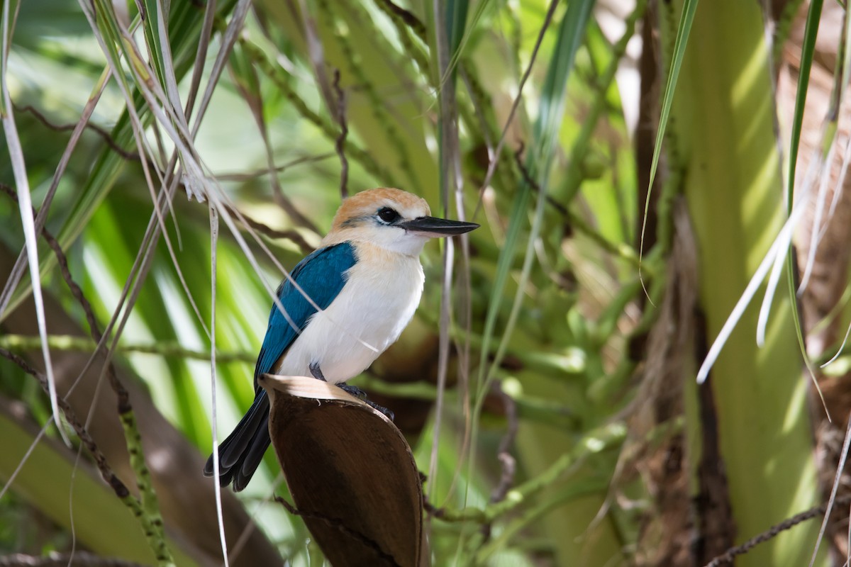 Tuamotu Kingfisher (Niau) - Mike Greenfelder