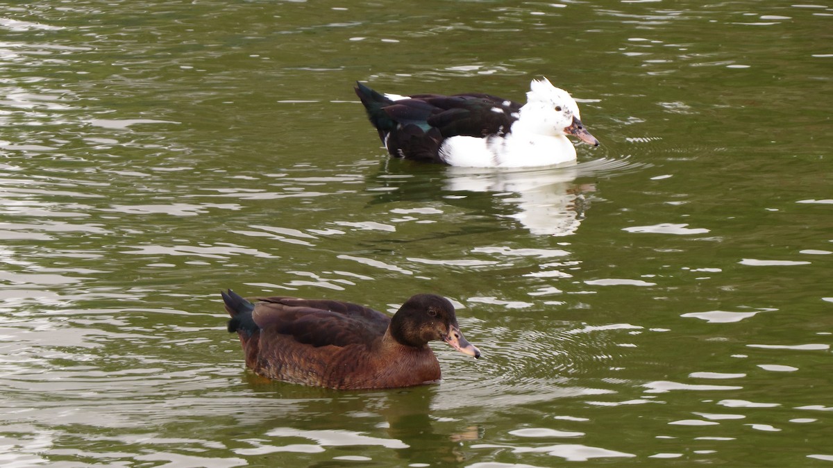 Fehlfarben-Stockente/Hausente - ML106809211