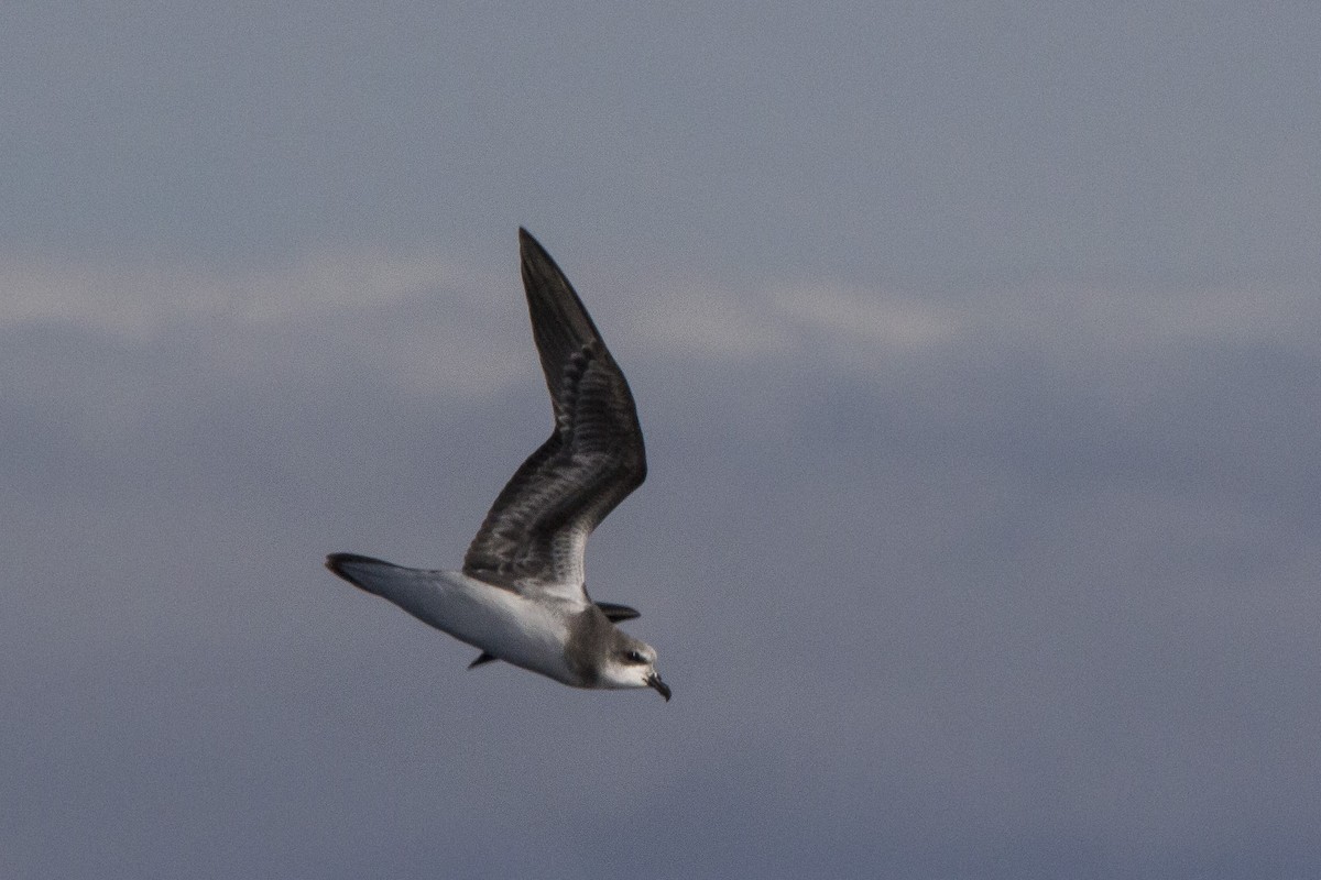 Soft-plumaged Petrel - Oscar Thomas