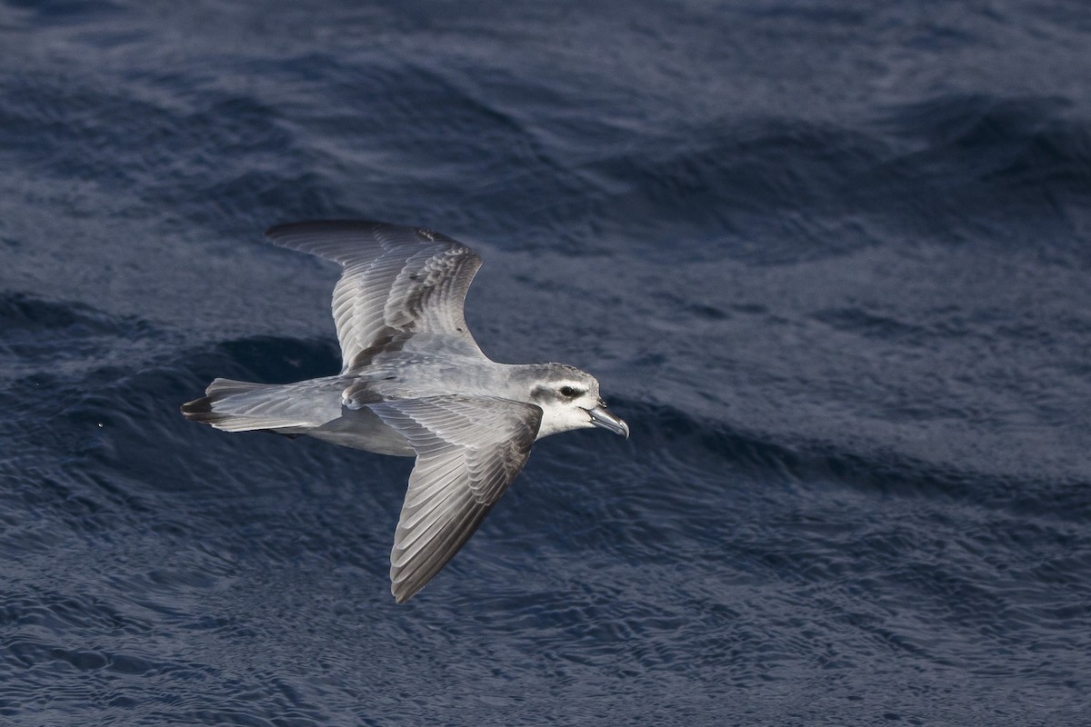 Antarctic Prion - ML106809361