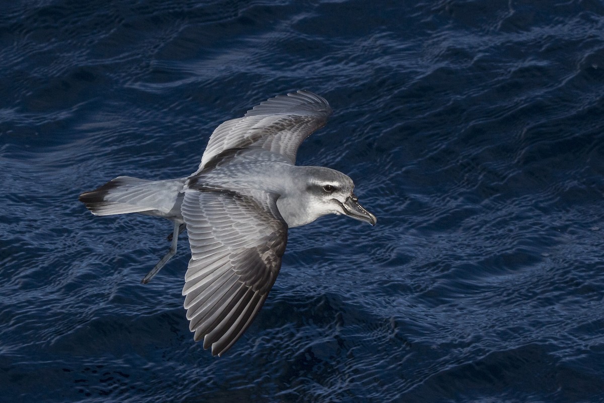Broad-billed Prion - Oscar Thomas