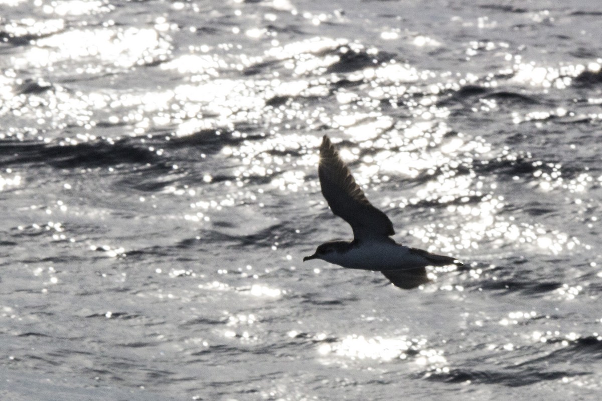 Little/Subantarctic Shearwater - ML106809421