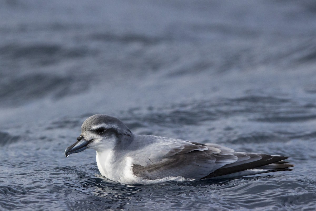 Antarctic Prion - Oscar Thomas