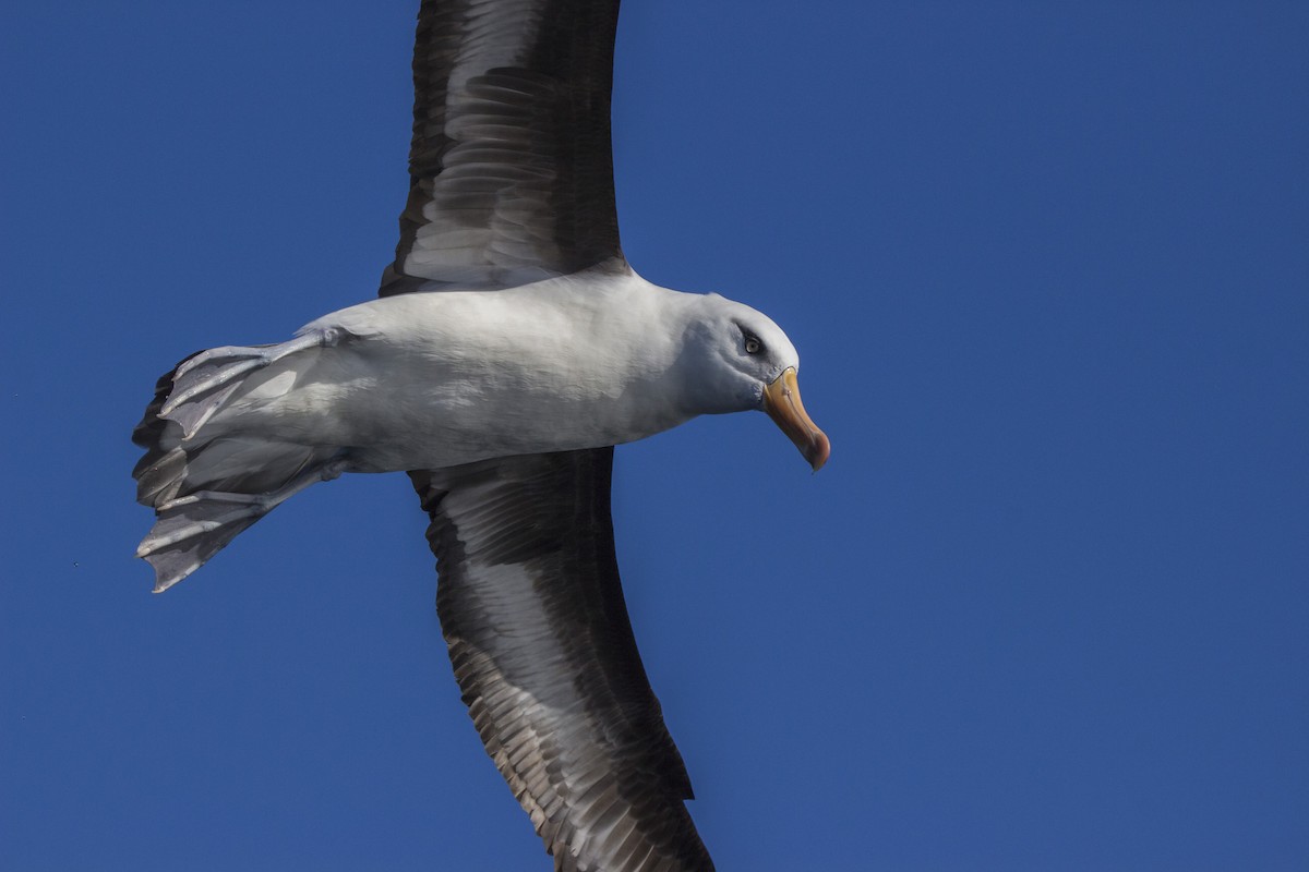 Black-browed Albatross (Campbell) - ML106809591