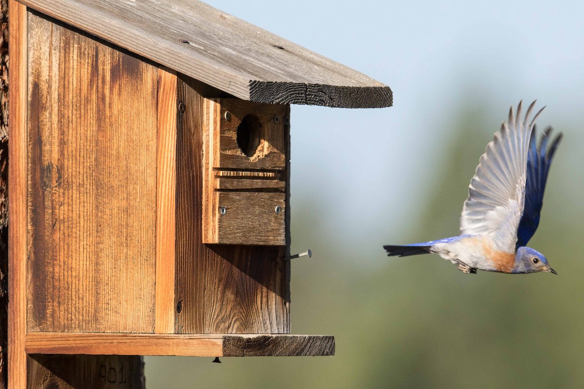 Western Bluebird - ML106810061