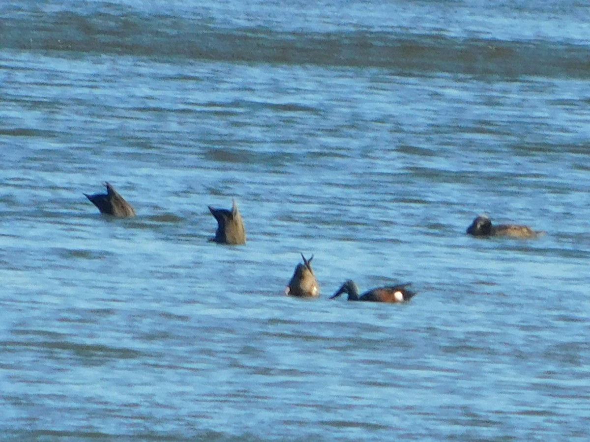 Australasian Shoveler - ML106810981