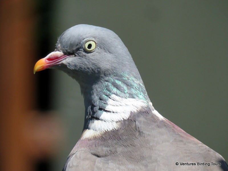 Common Wood-Pigeon (White-necked) - ML106811241