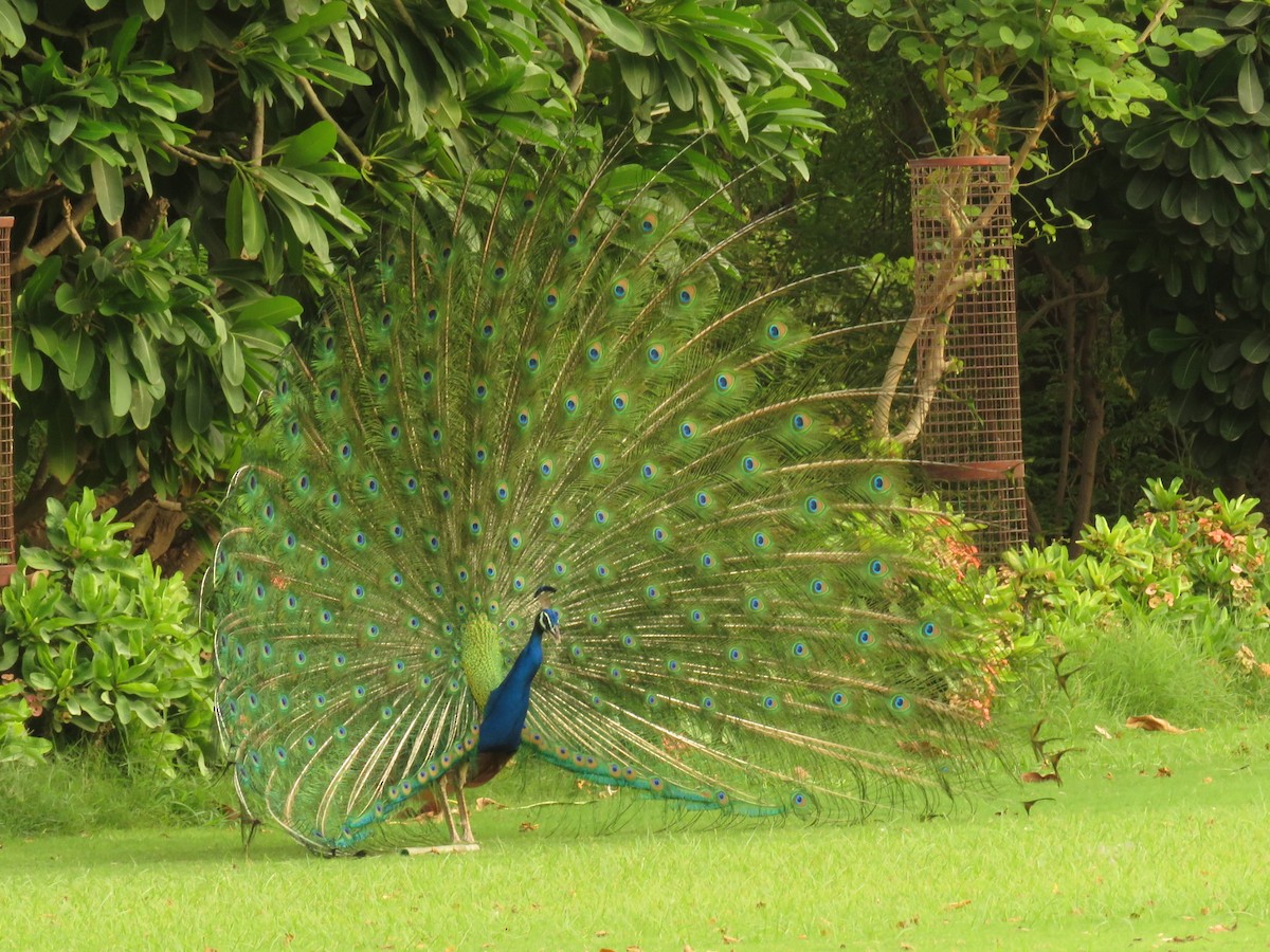 Indian Peafowl - ML106812231