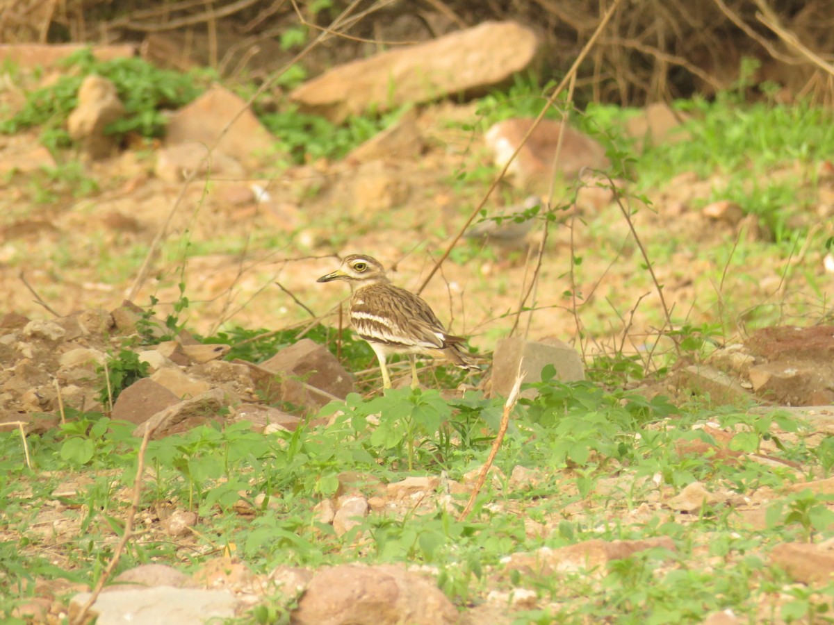 Indian Thick-knee - ML106812271