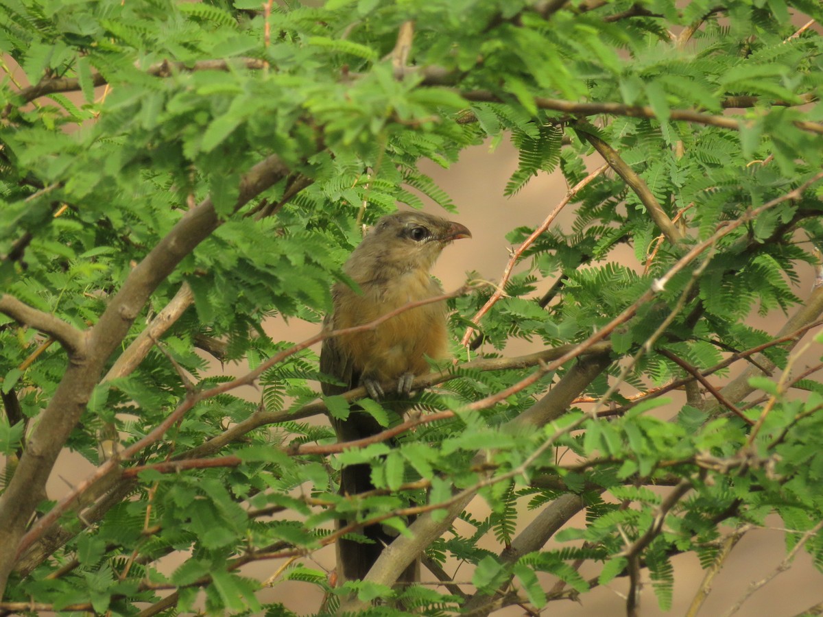 Sirkeer Malkoha - ML106812291