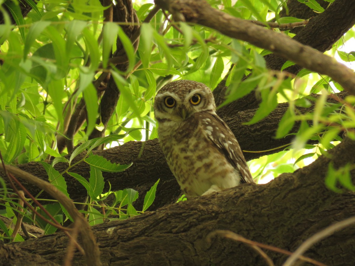 Spotted Owlet - ML106812331