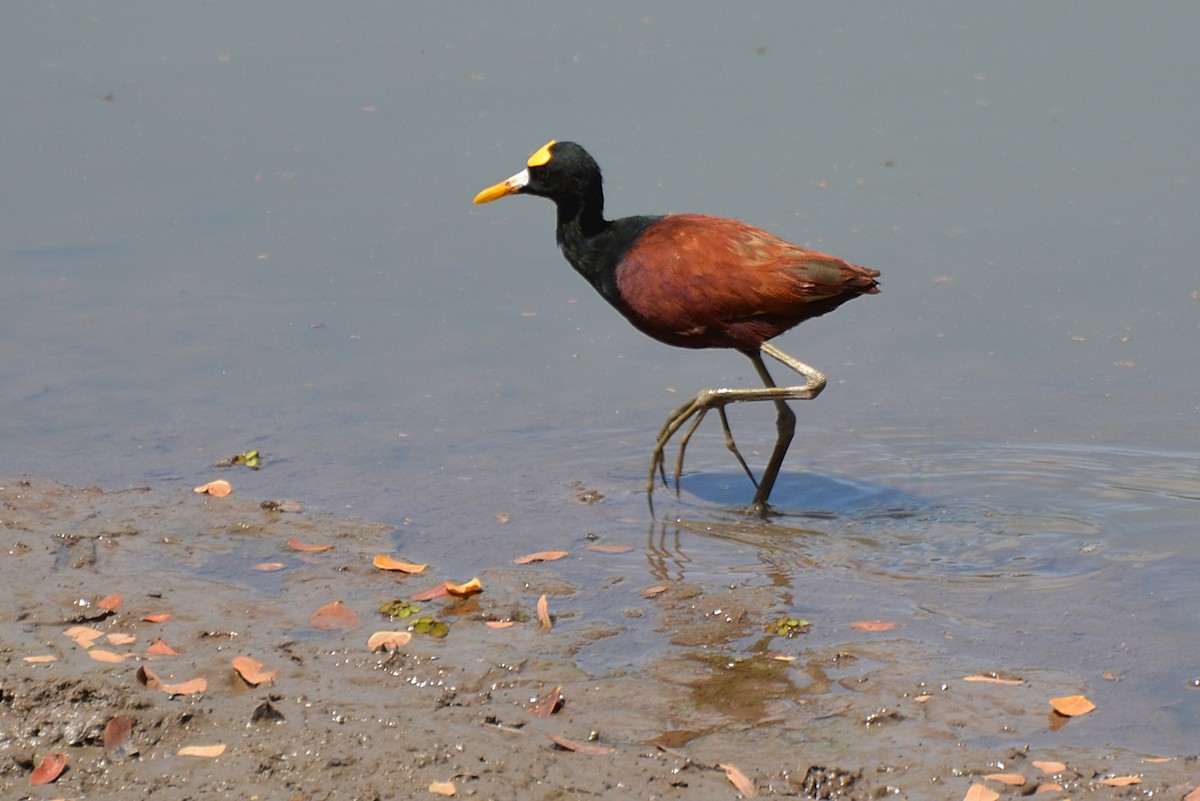 Jacana du Mexique - ML106813221