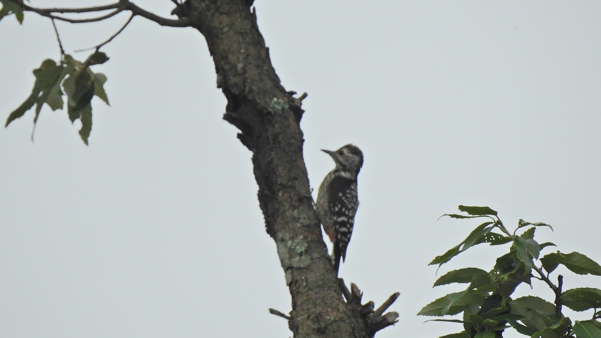 Fulvous-breasted Woodpecker - ML106813581