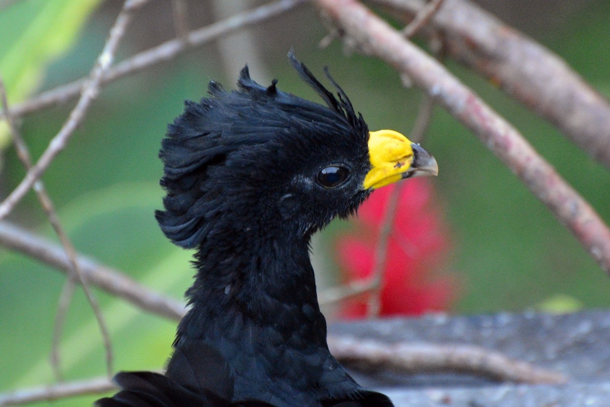 Great Curassow - ML106813751