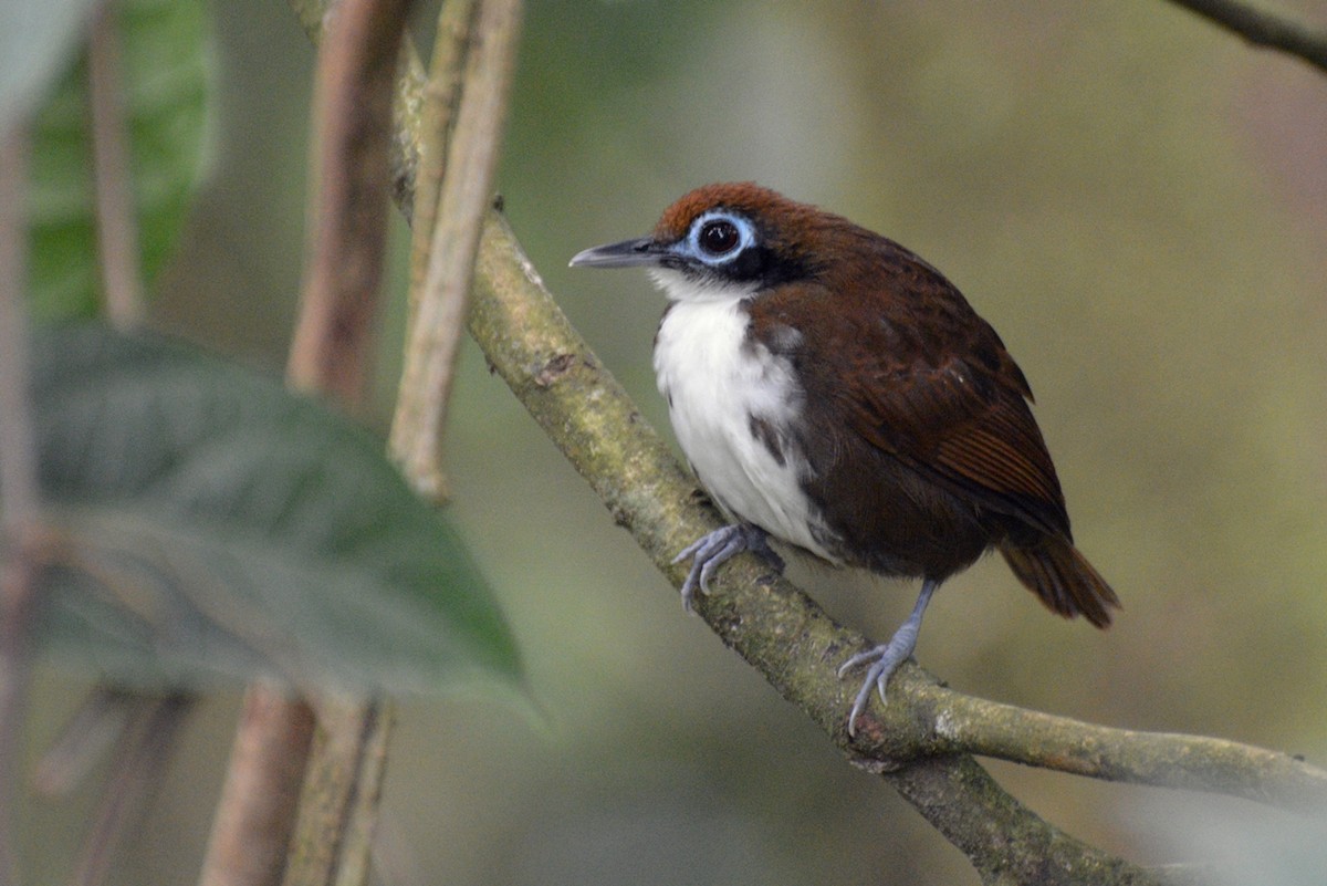 Bicolored Antbird - ML106813761