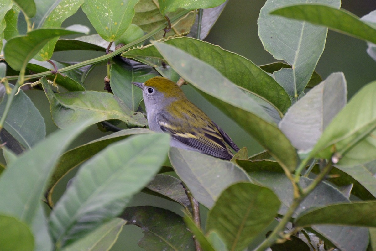 Chestnut-sided Warbler - ML106813801