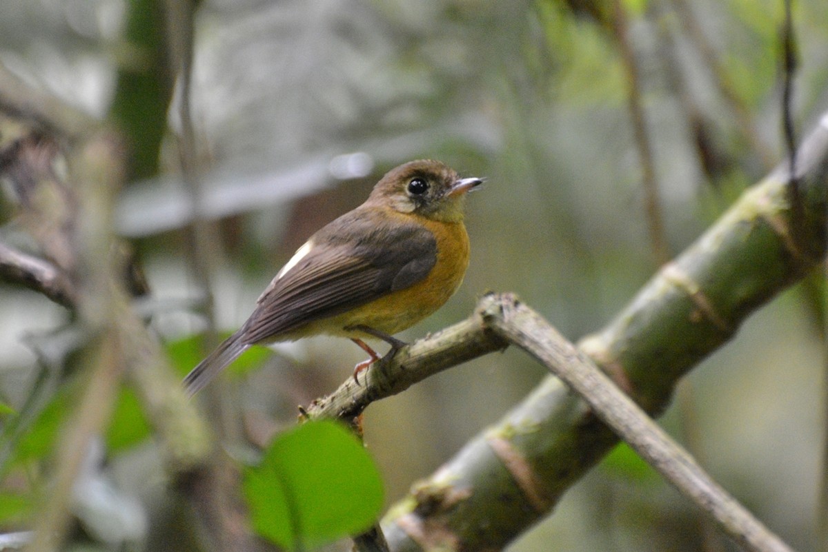 Sulphur-rumped Flycatcher - Henry Cook