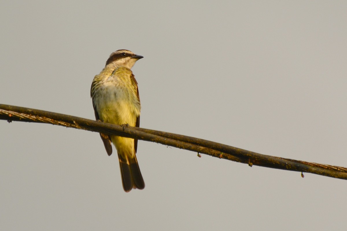 Piratic Flycatcher - ML106813941