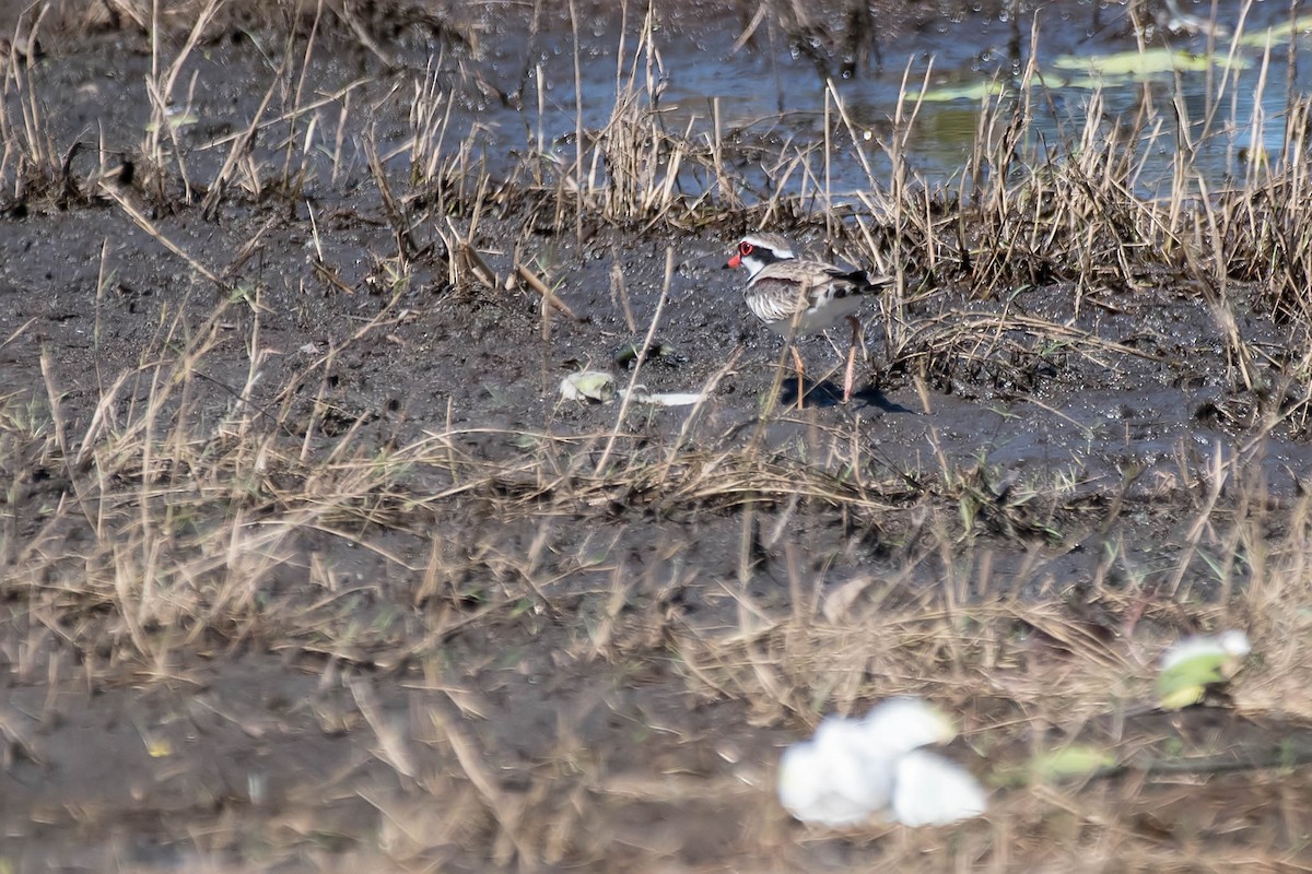 Black-fronted Dotterel - ML106815431