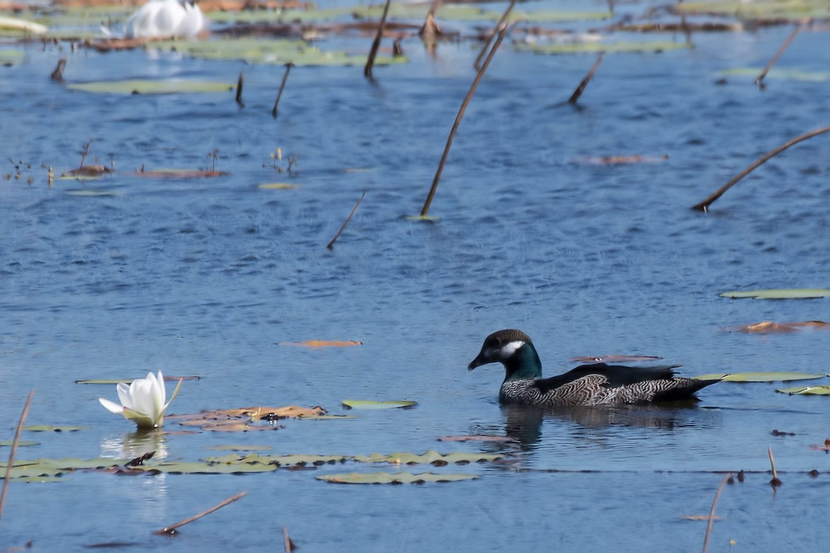 Green Pygmy-Goose - Terence Alexander