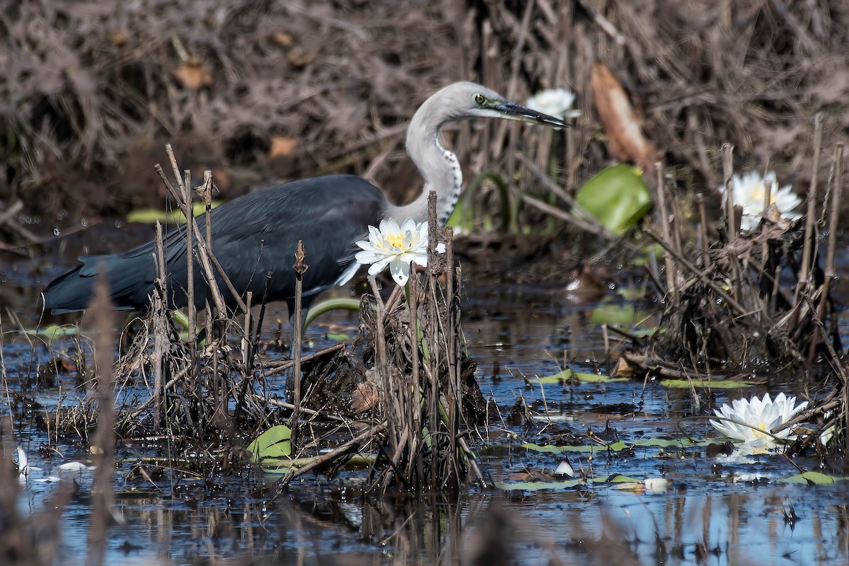 Pacific Heron - ML106815711