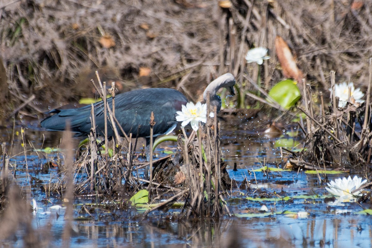 Pacific Heron - ML106815721