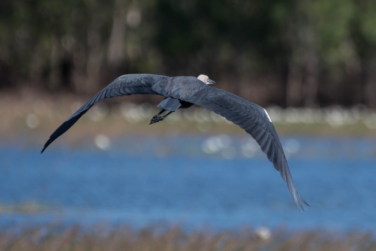 Pacific Heron - ML106815731