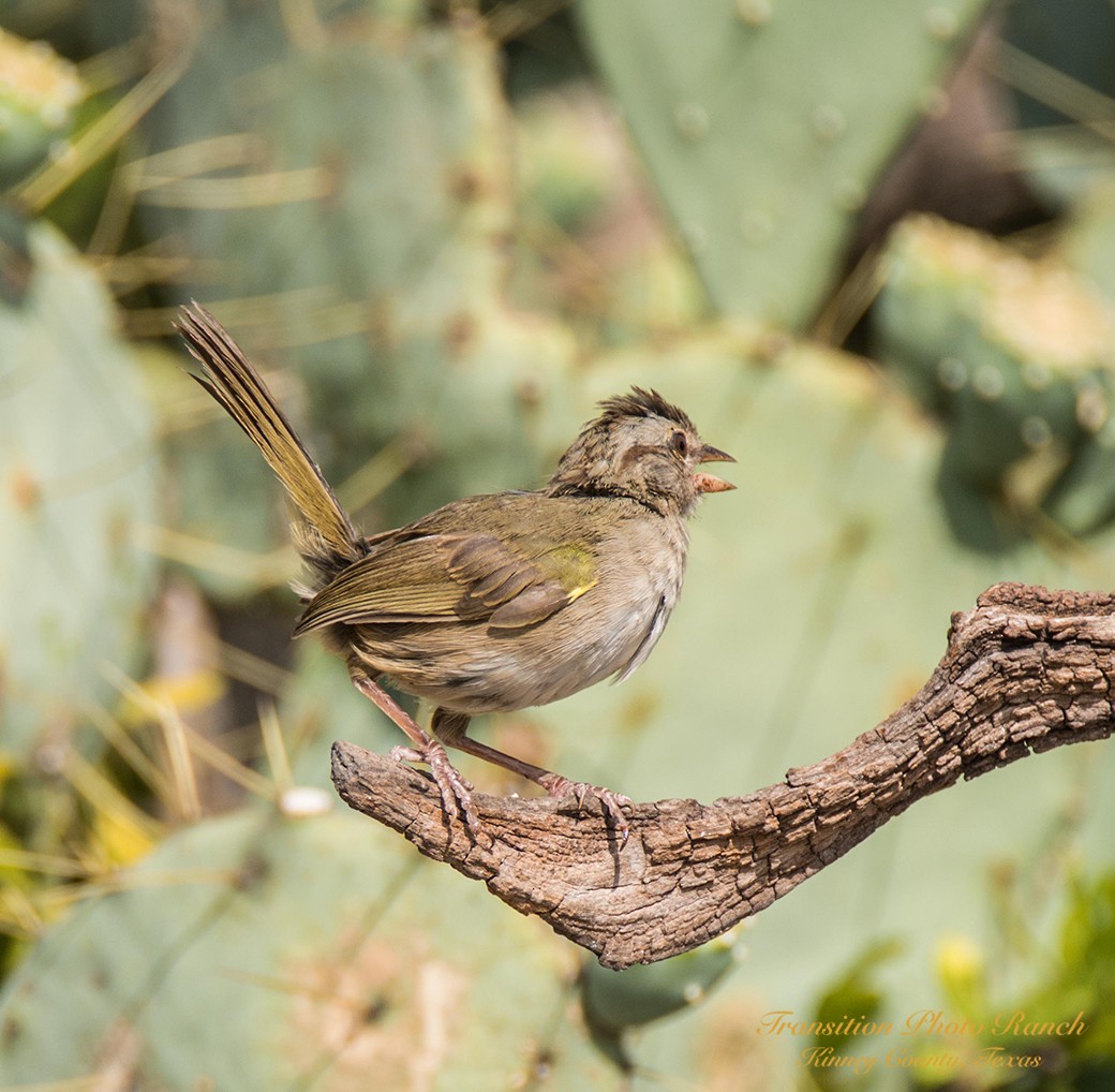 Olive Sparrow - ML106815881