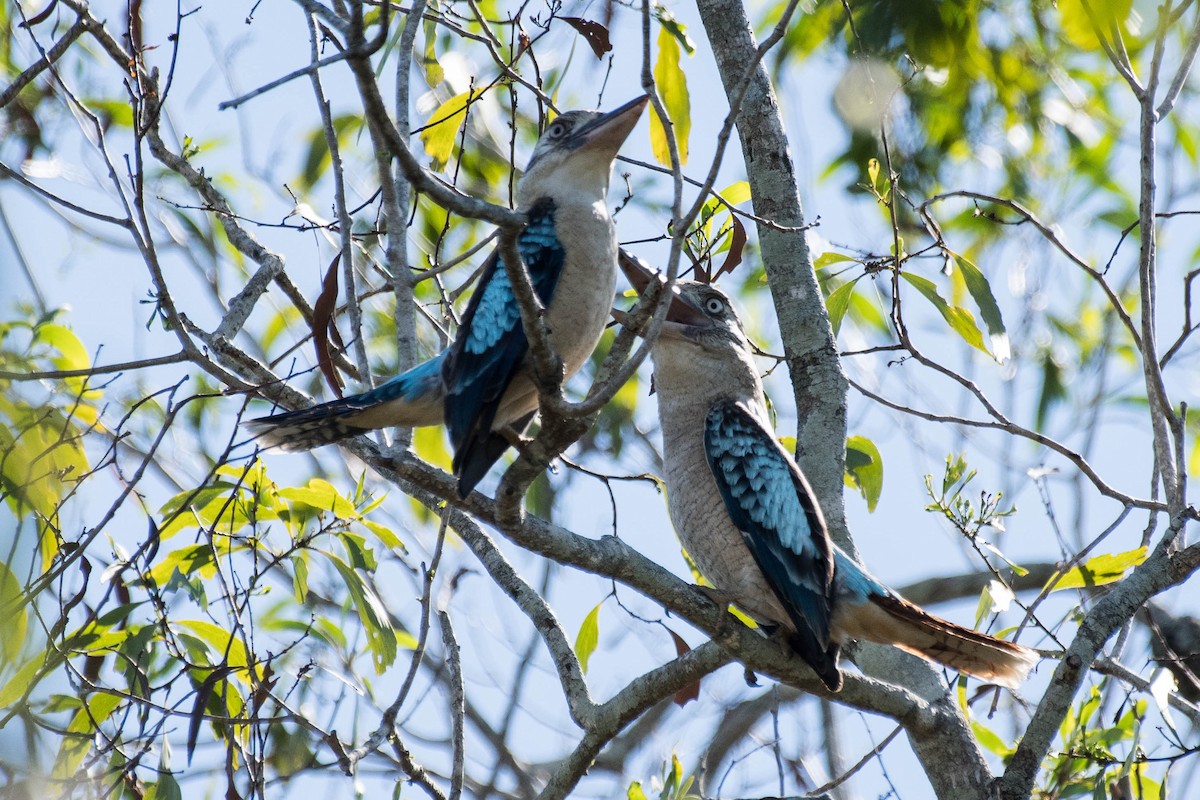 Blue-winged Kookaburra - ML106816011