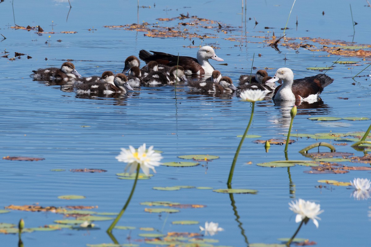 Radjah Shelduck - ML106816111