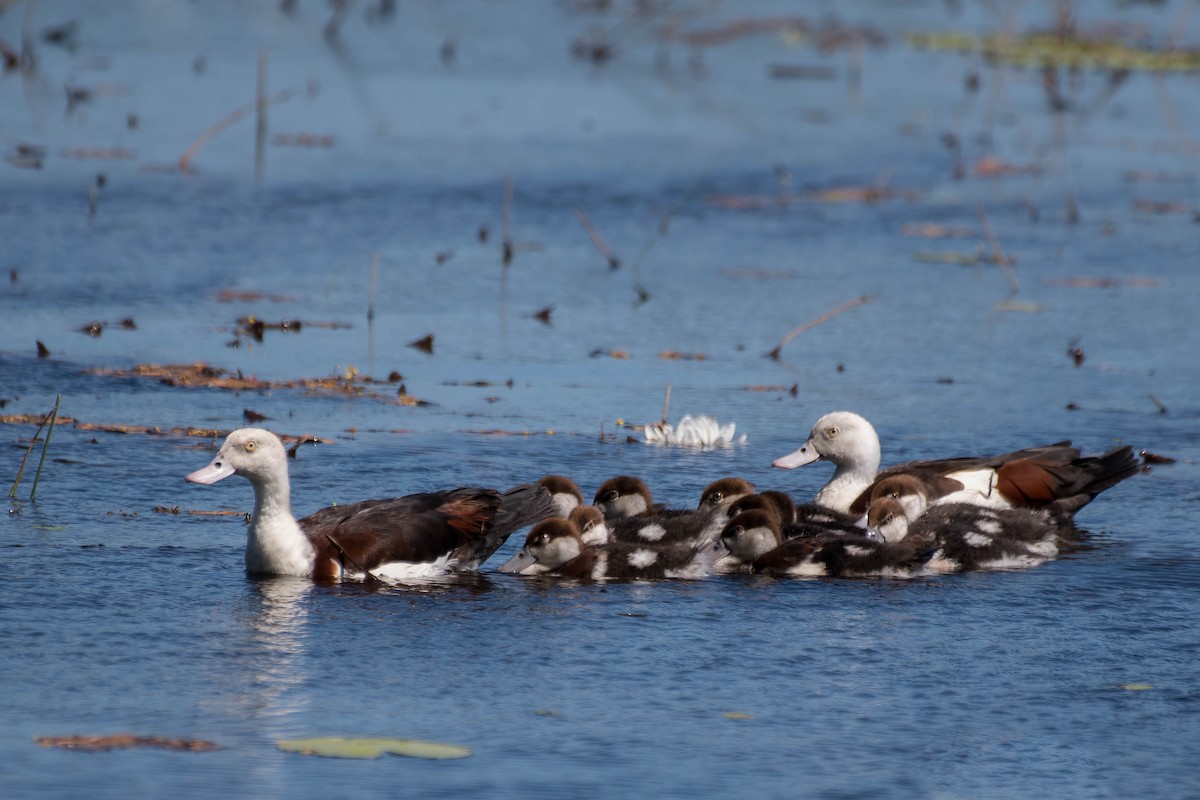 Radjah Shelduck - ML106816121