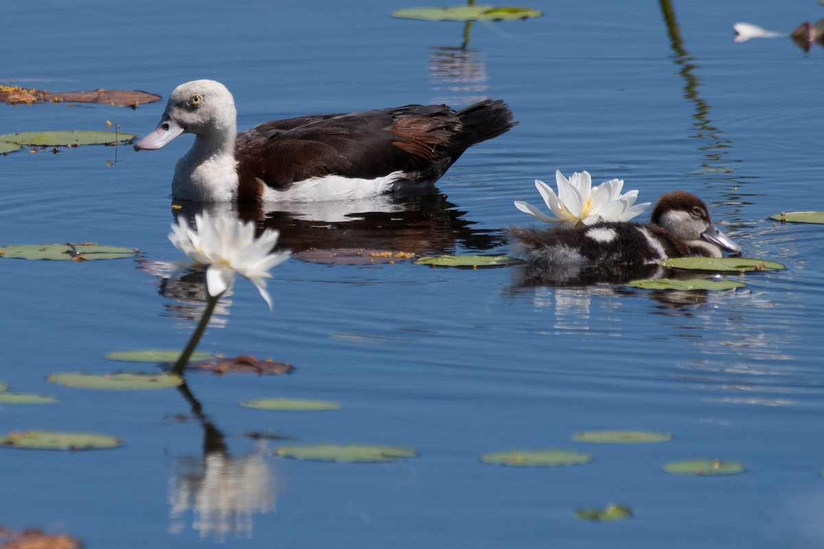 Radjah Shelduck - ML106816141