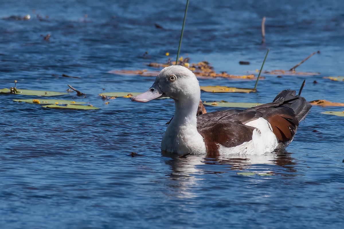 Radjah Shelduck - ML106816181