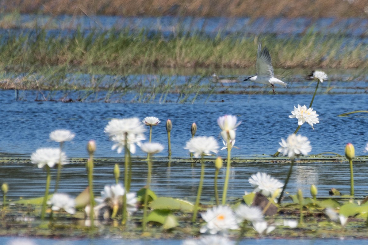 Whiskered Tern - ML106816221