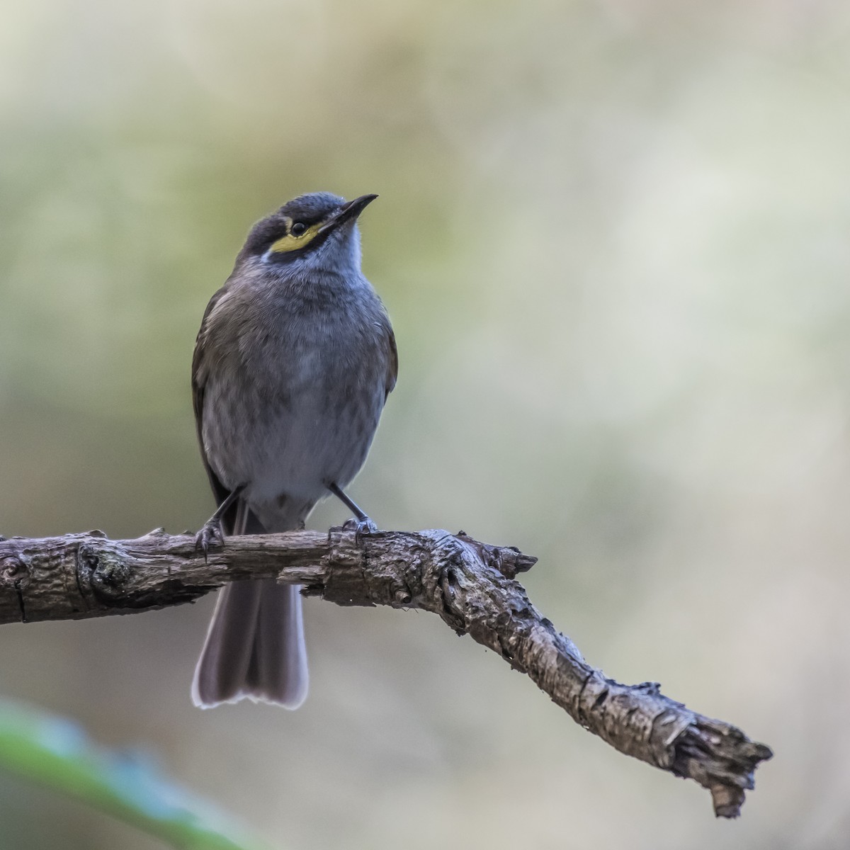 Yellow-faced Honeyeater - ML106816551