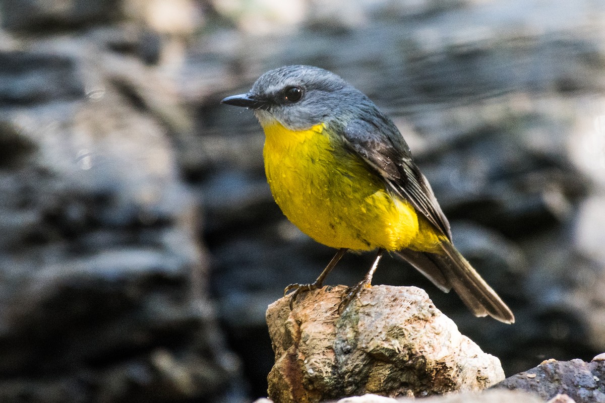 Eastern Yellow Robin - ML106816591