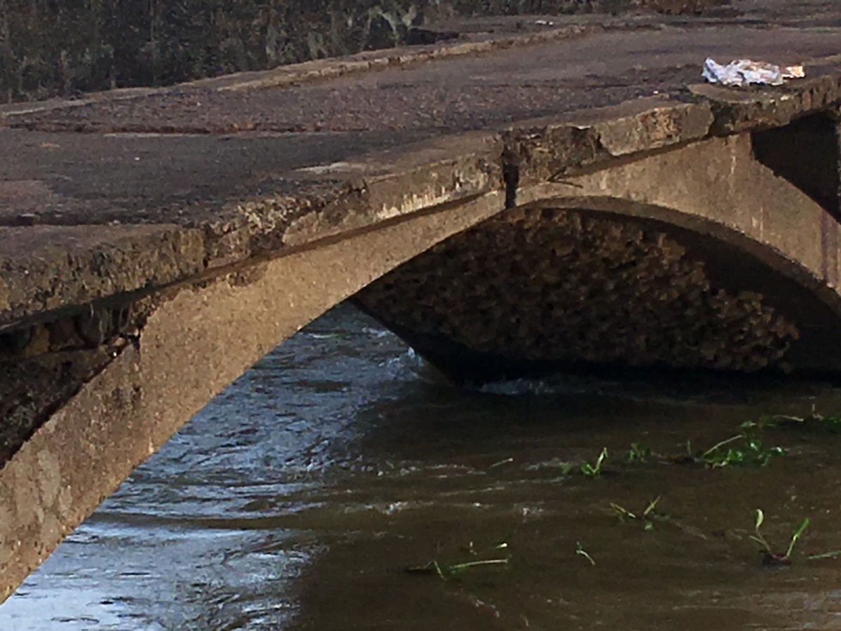 Preuss's Swallow - Sharmila Pillai