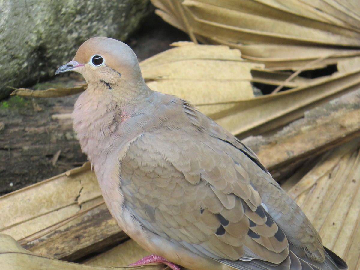 Mourning Dove - David & Jill Kaminski