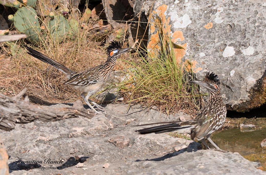 Greater Roadrunner - ML106817711