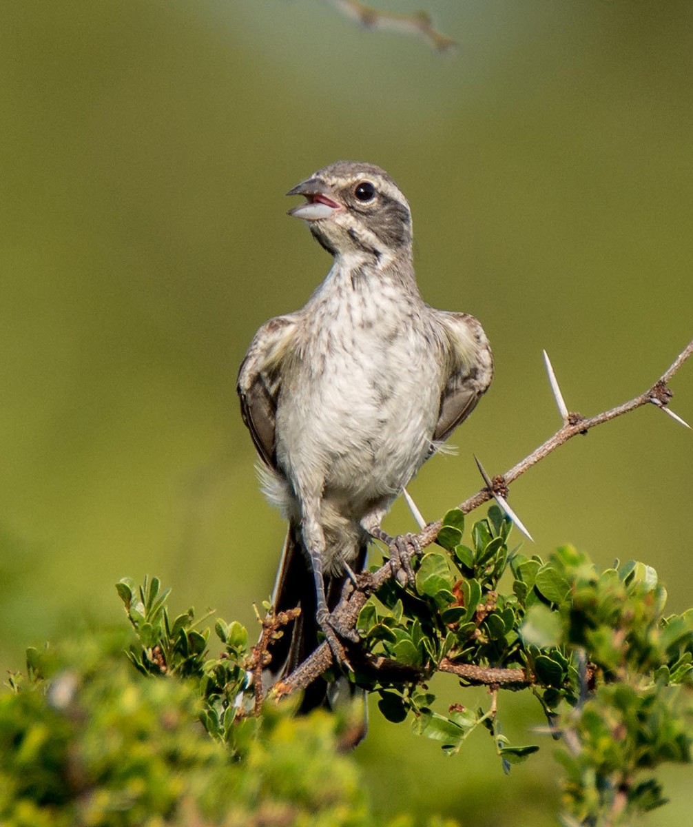 Black-throated Sparrow - ML106818041