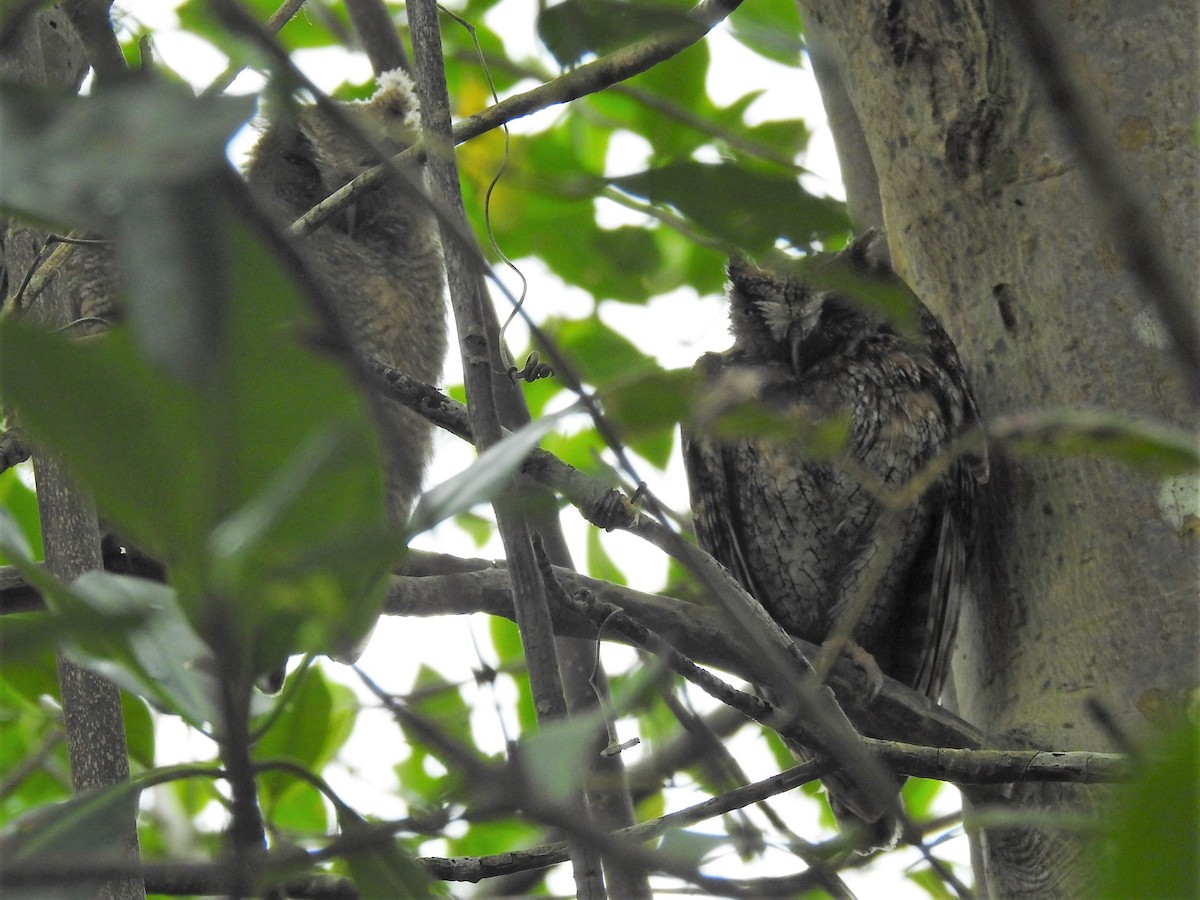 Tropical Screech-Owl - Dennis S Main