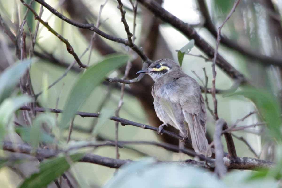 Yellow-faced Honeyeater - ML106820681