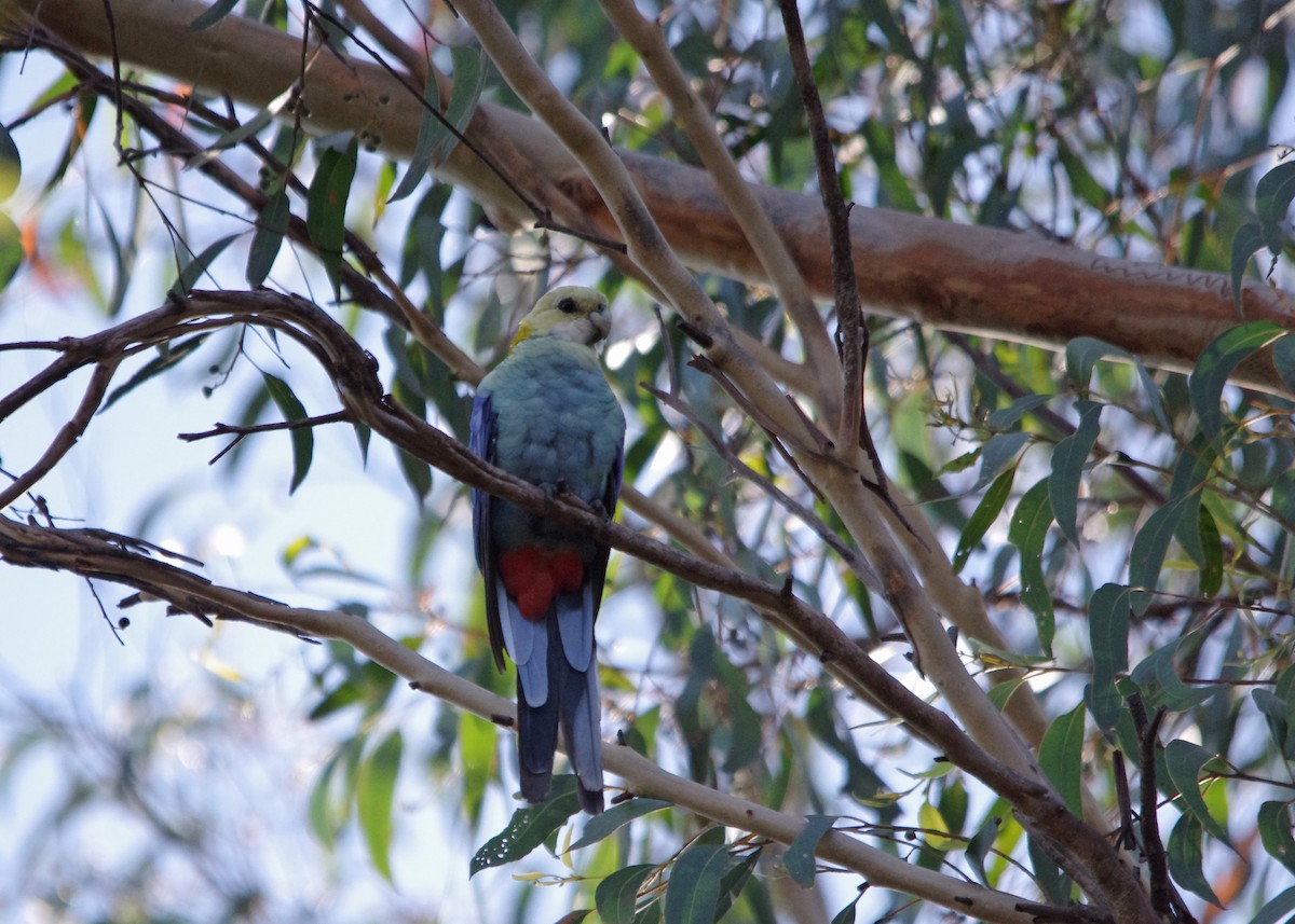 Pale-headed Rosella - ML106820751